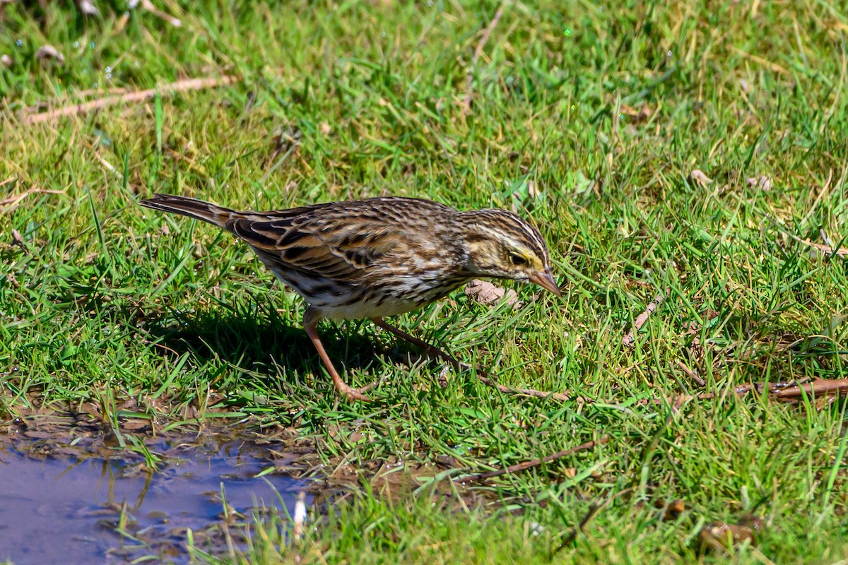 Savannah Sparrow - ML641659131