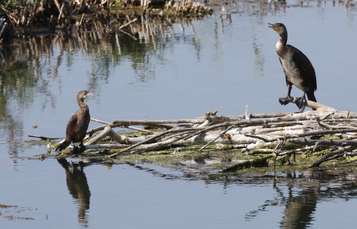 Pygmy Cormorant - ML641659133