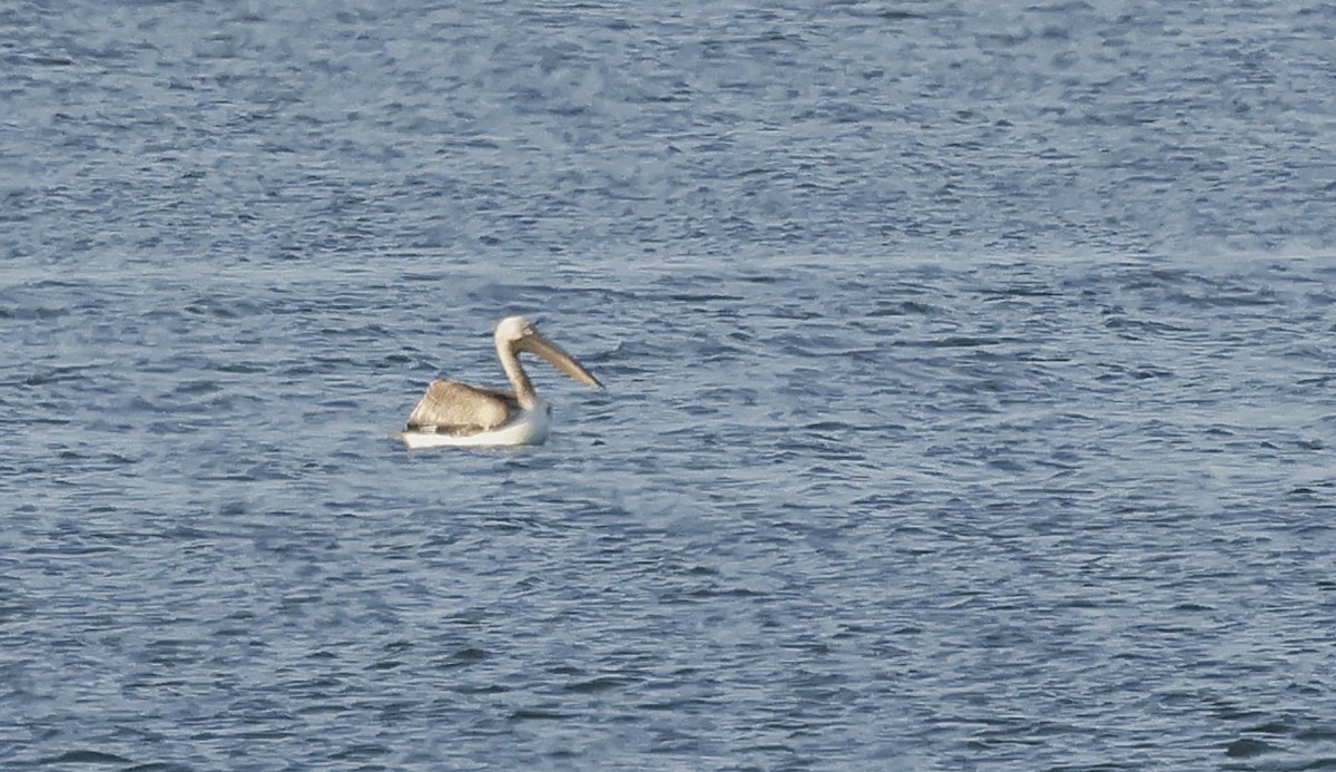 Great White Pelican - ML641659141