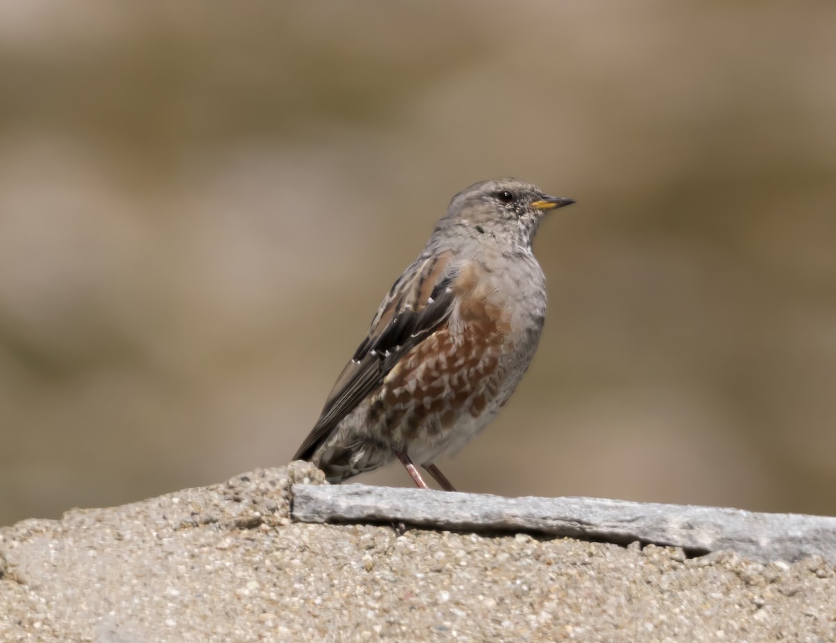 pěvuška podhorní - ML641659145