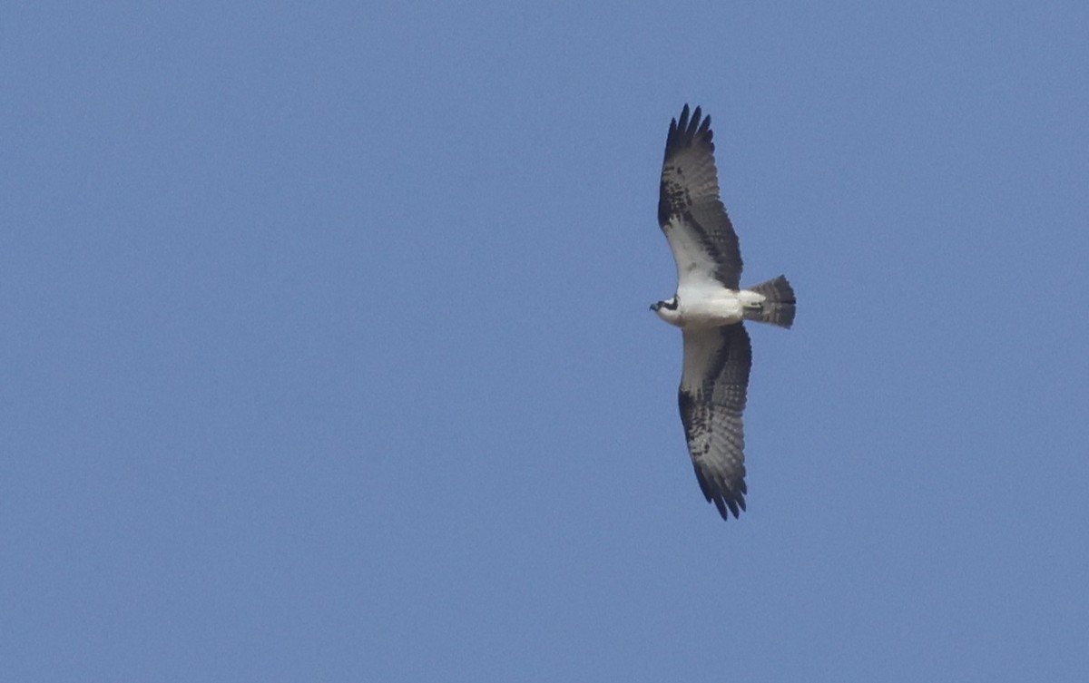 Osprey - ML641659157