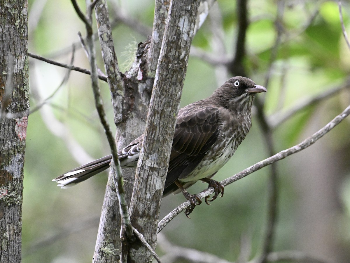 Pearly-eyed Thrasher - ML641659159