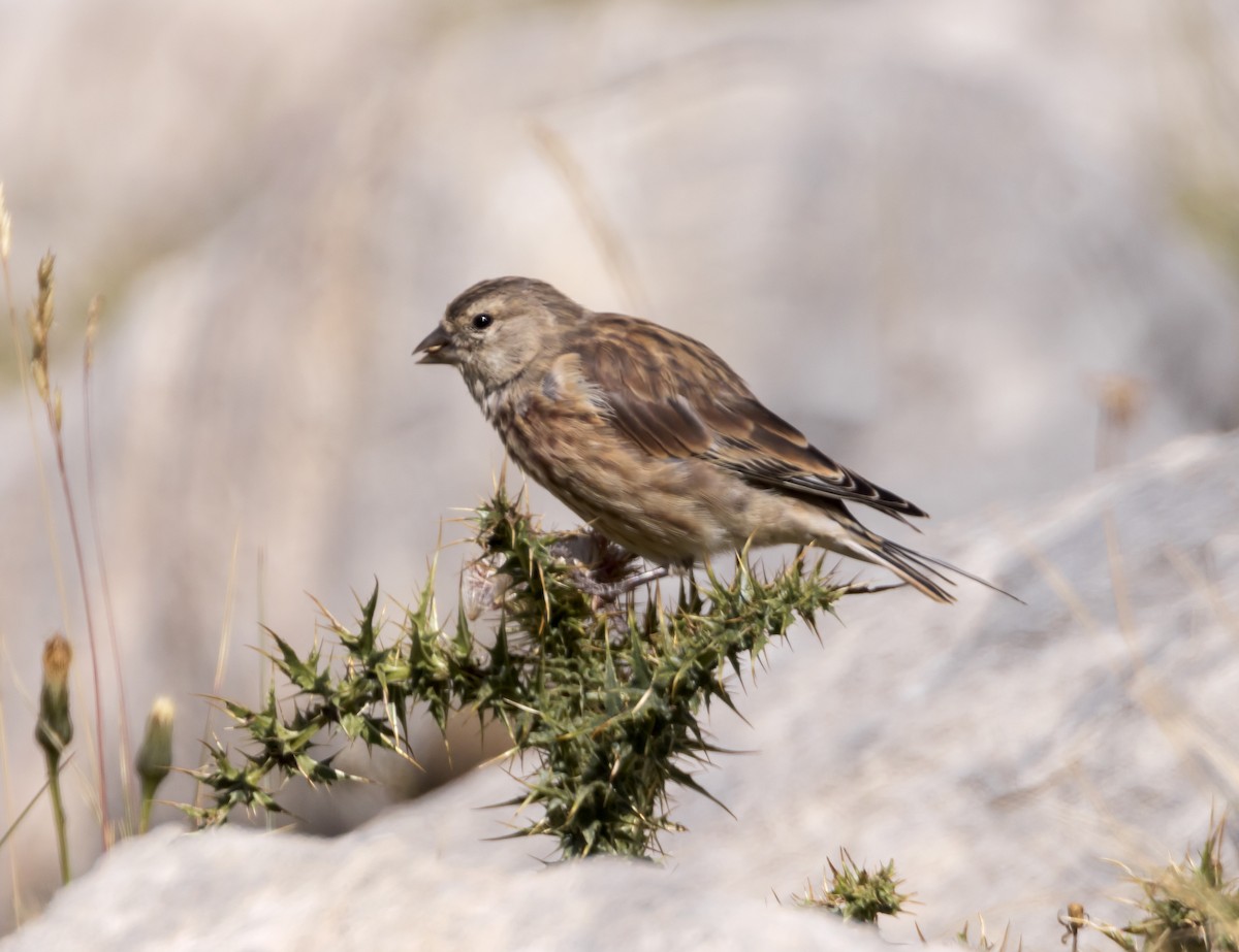 konopka obecná - ML641659160