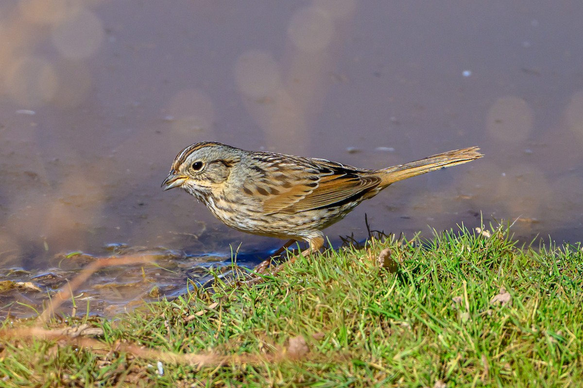 Lincoln's Sparrow - ML641659161