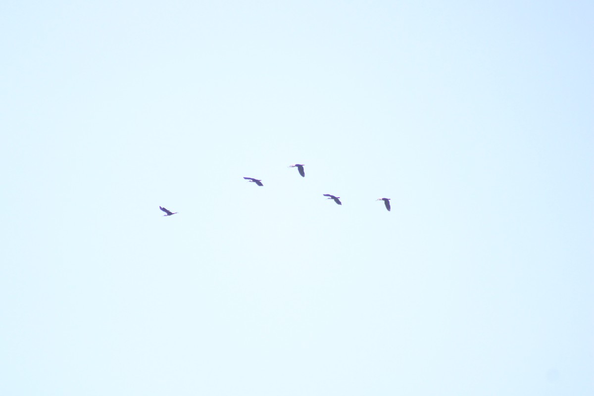 Buff-necked Ibis - ML641659163