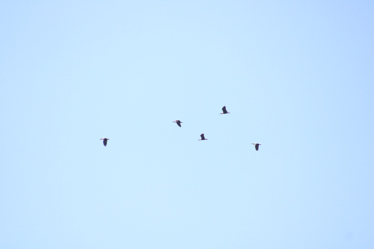 Buff-necked Ibis - ML641659164