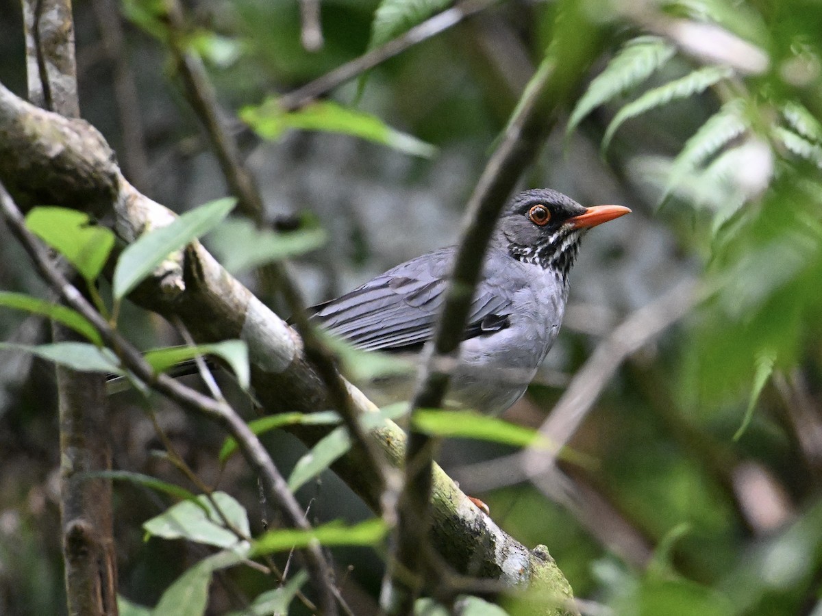 Red-legged Thrush - ML641659176