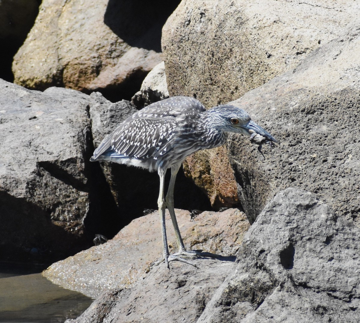 Yellow-crowned Night Heron - ML641659256