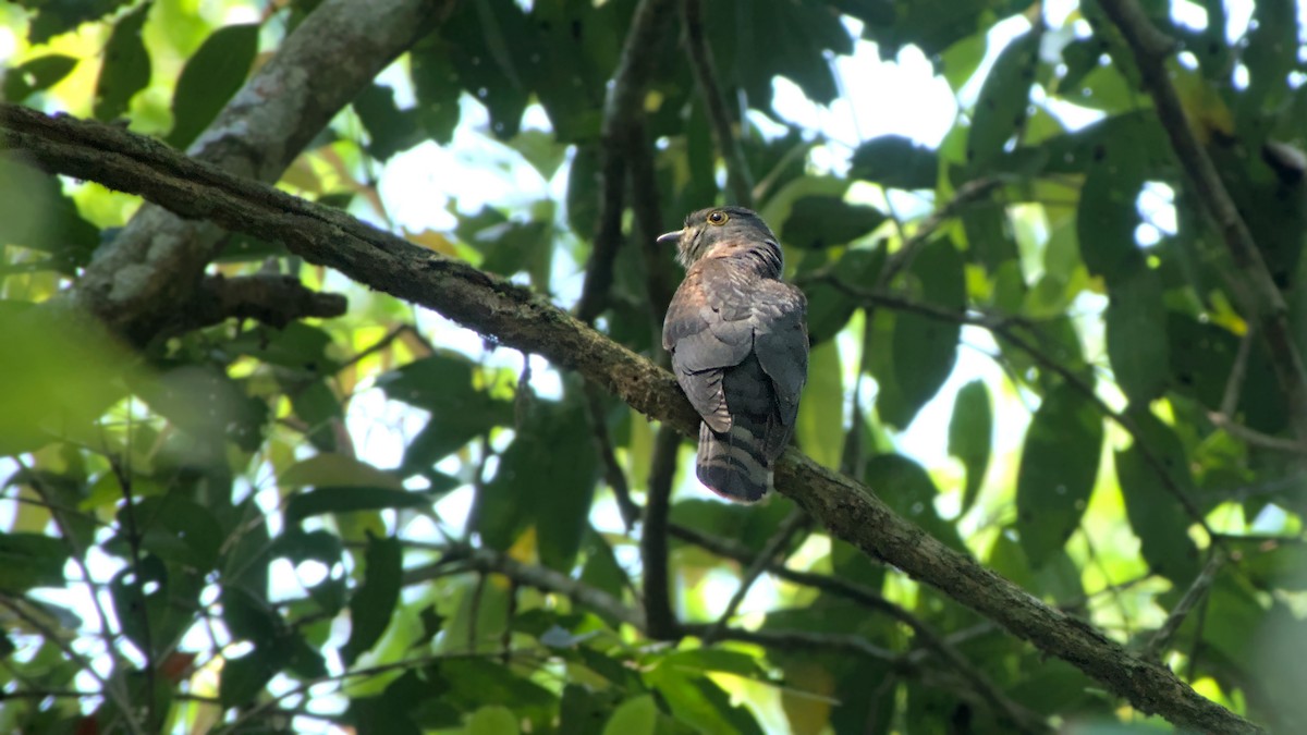 Large Hawk-Cuckoo - ML641659258