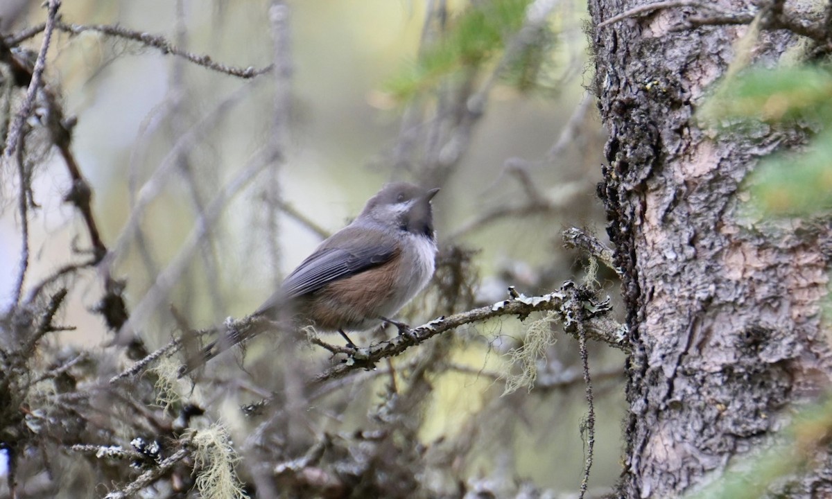 Boreal Chickadee - ML641659263