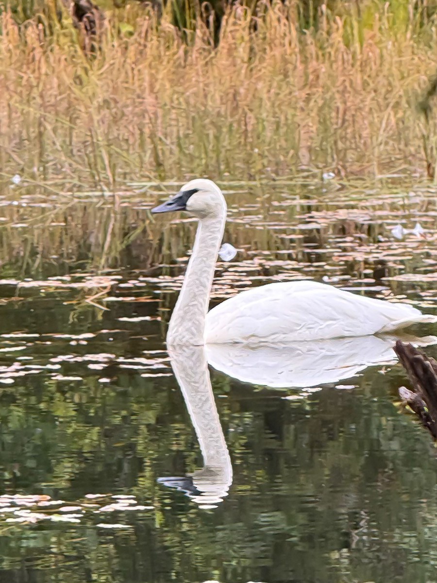 Trumpeter Swan - ML641659265