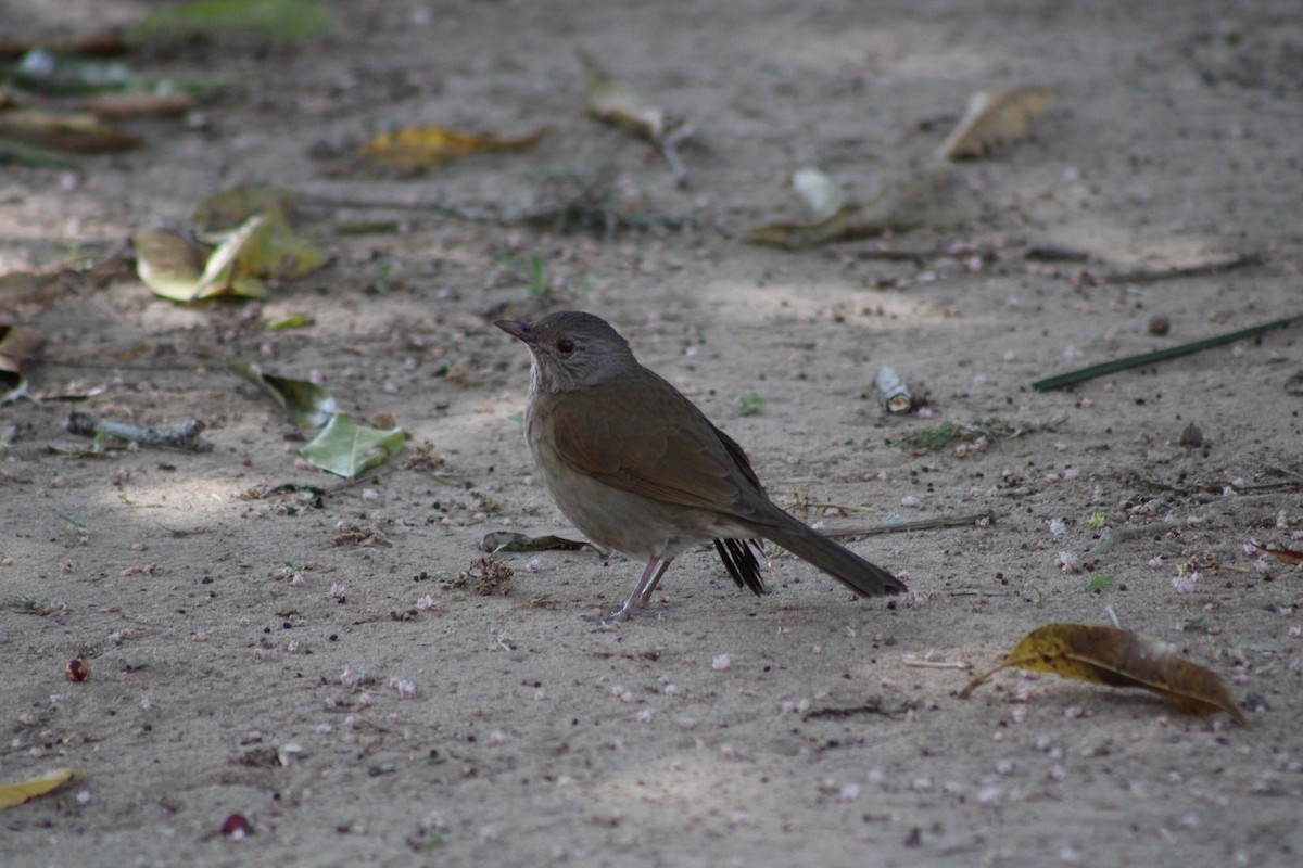 Pale-breasted Thrush - ML641659268