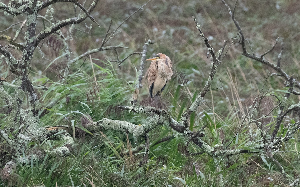 Purple Heron - ML641659281
