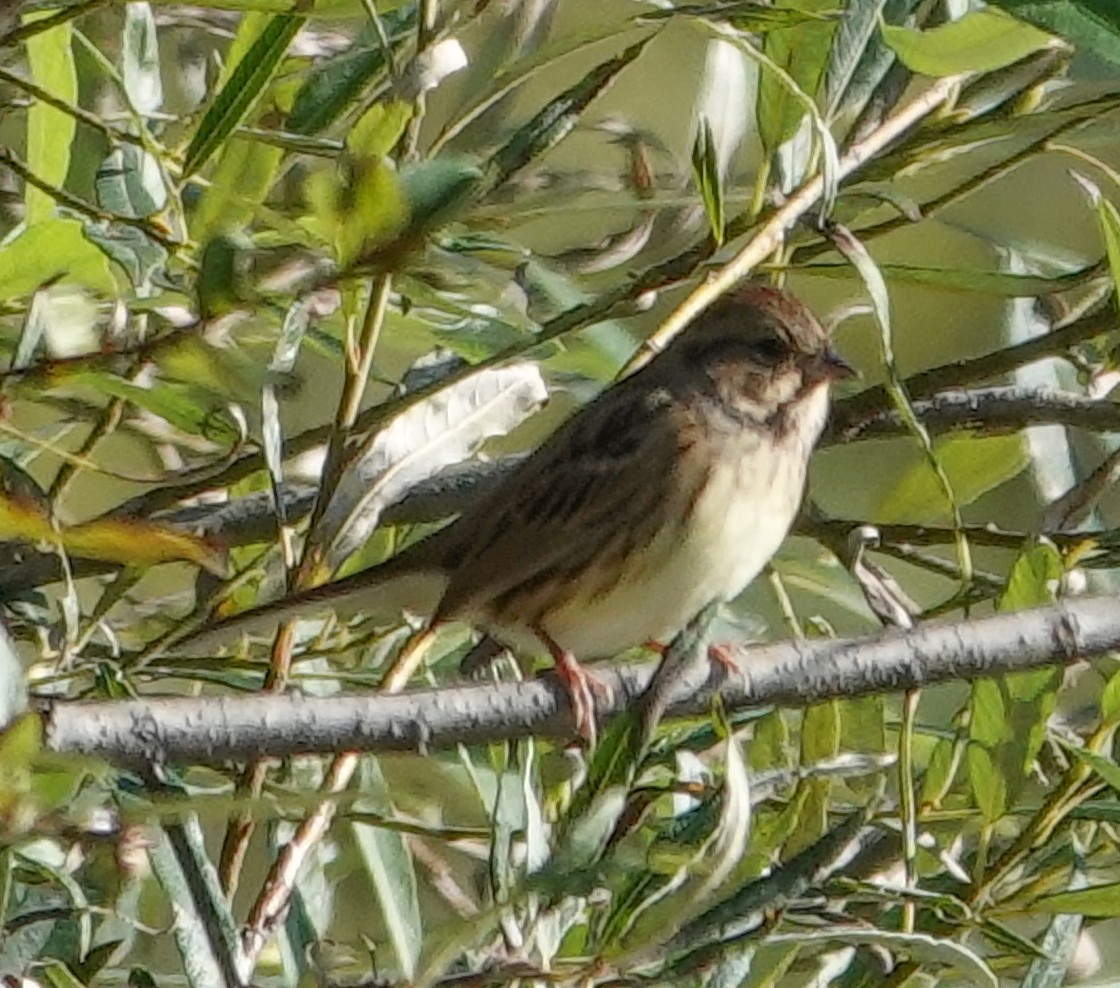 Zigolo mascherato - ML641659284