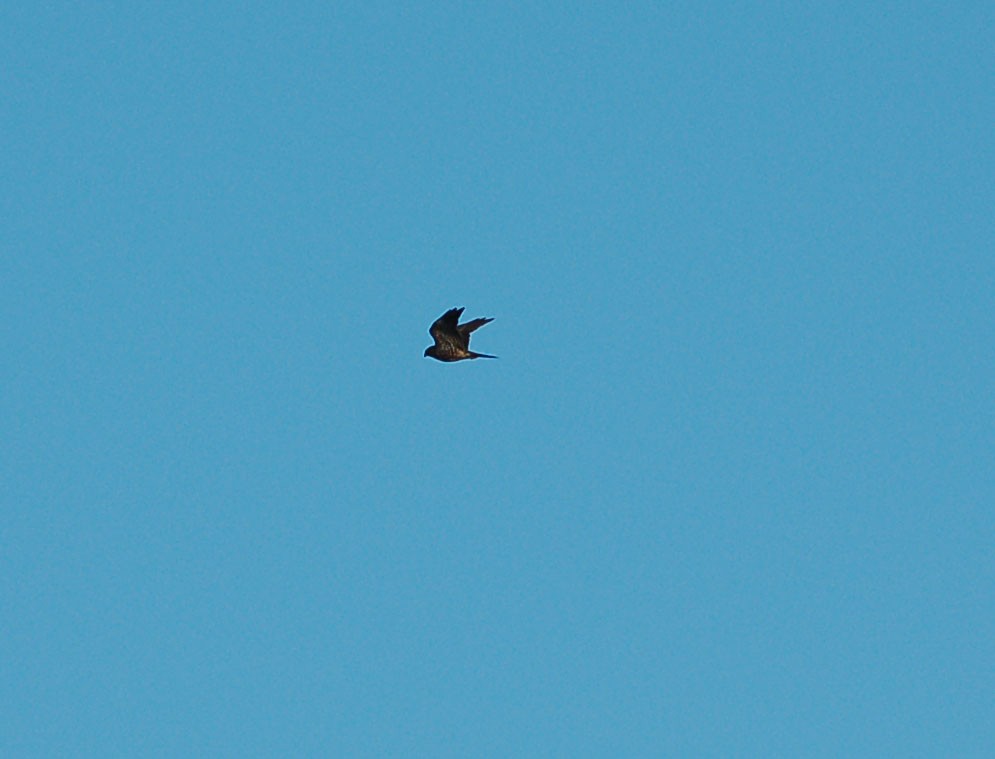 Merlin - ML641659297