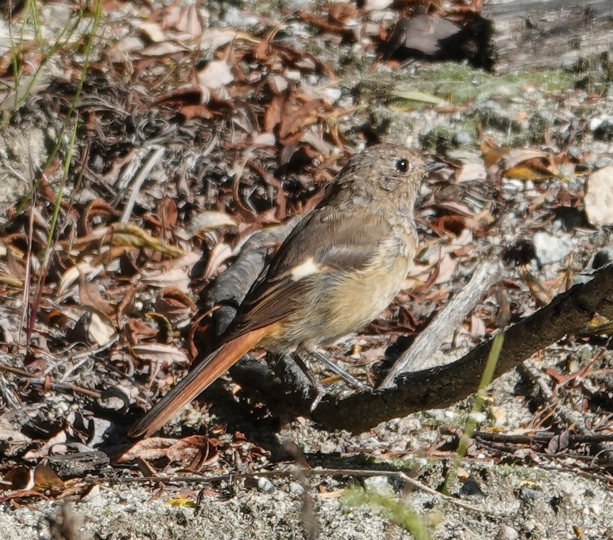 rehek daurský - ML641659304