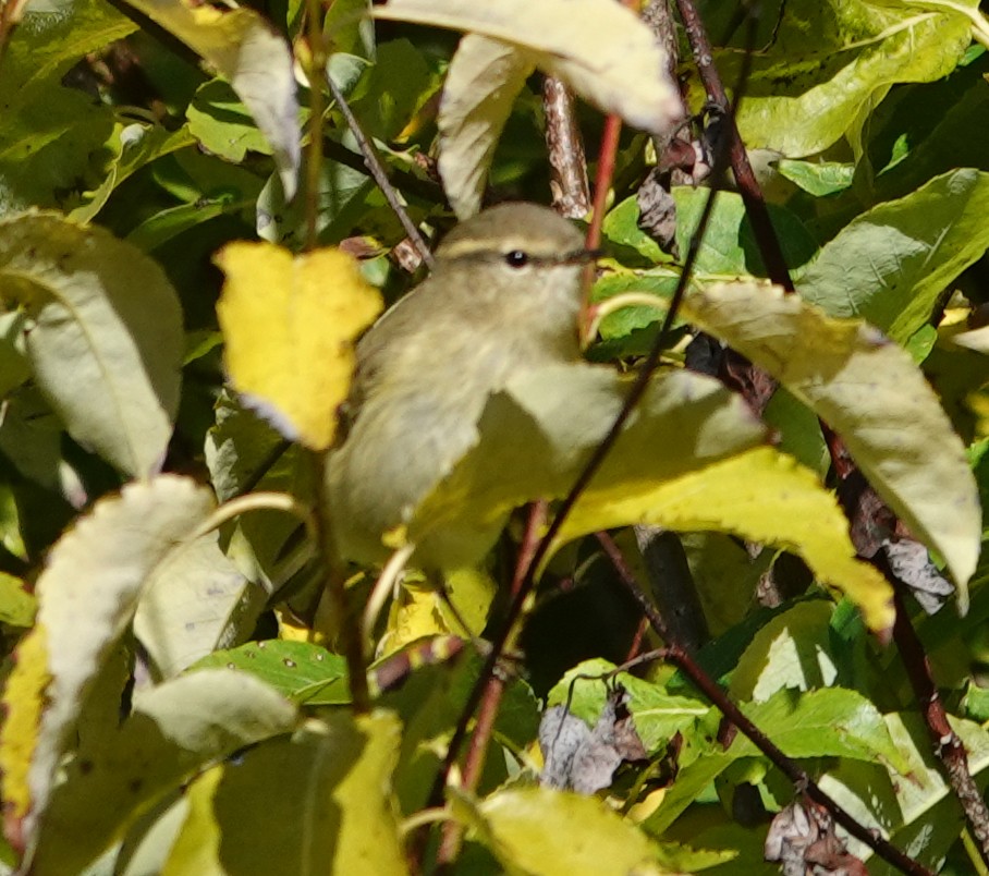 Hume's Warbler - ML641659312