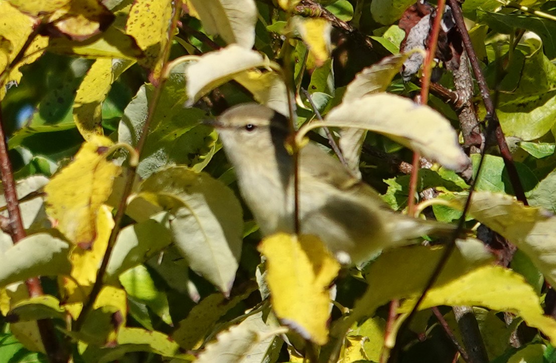 Hume's Warbler - ML641659313