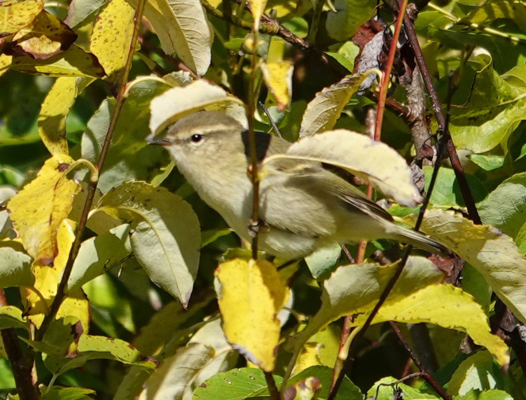 Hume's Warbler - ML641659316