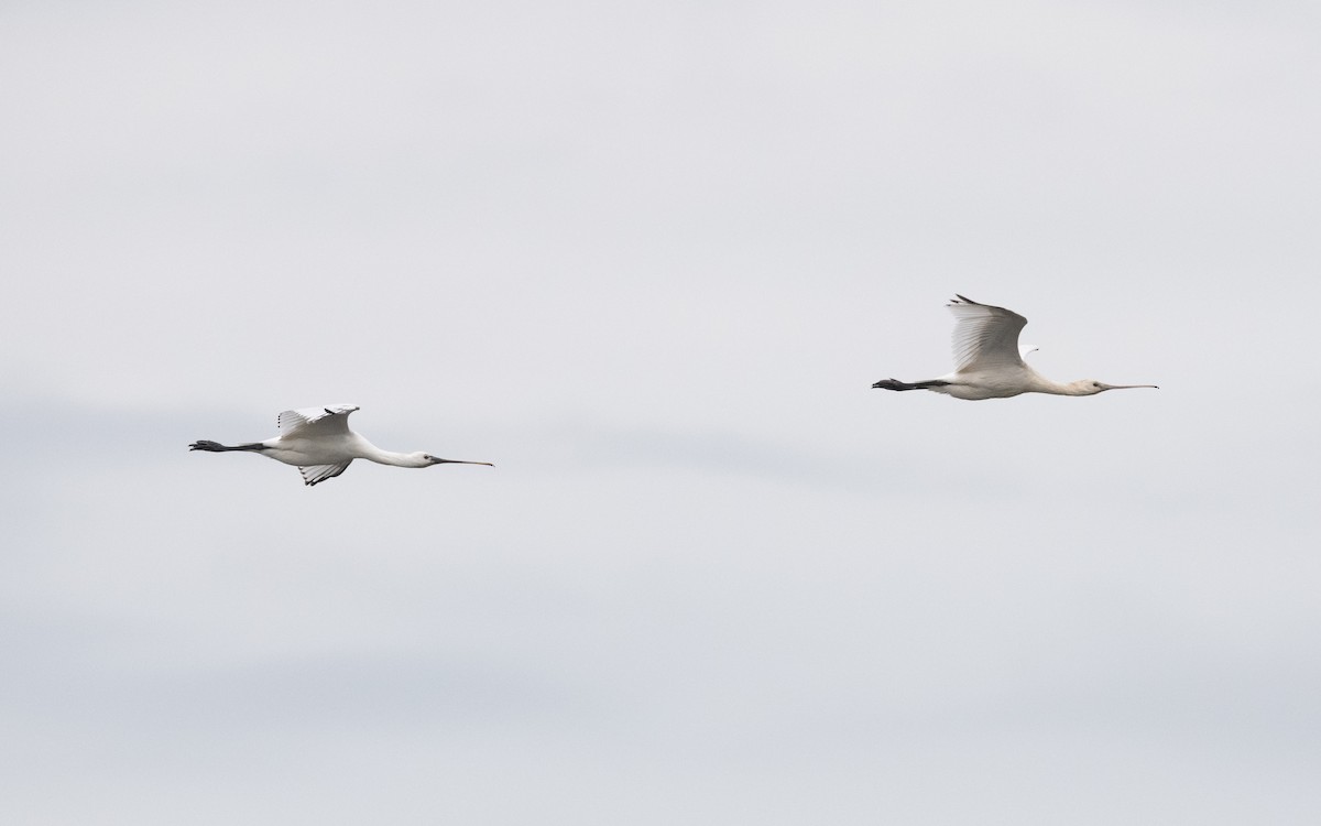 Eurasian Spoonbill - ML641659411