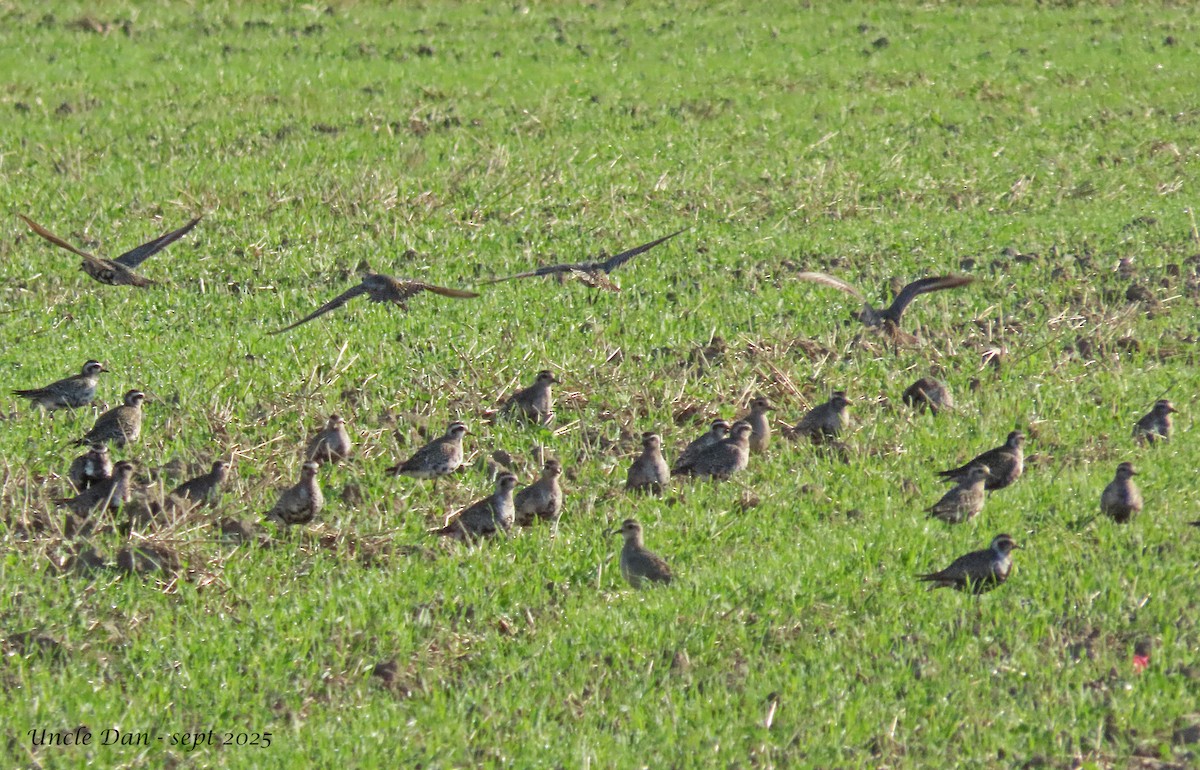 American Golden-Plover - ML641659422