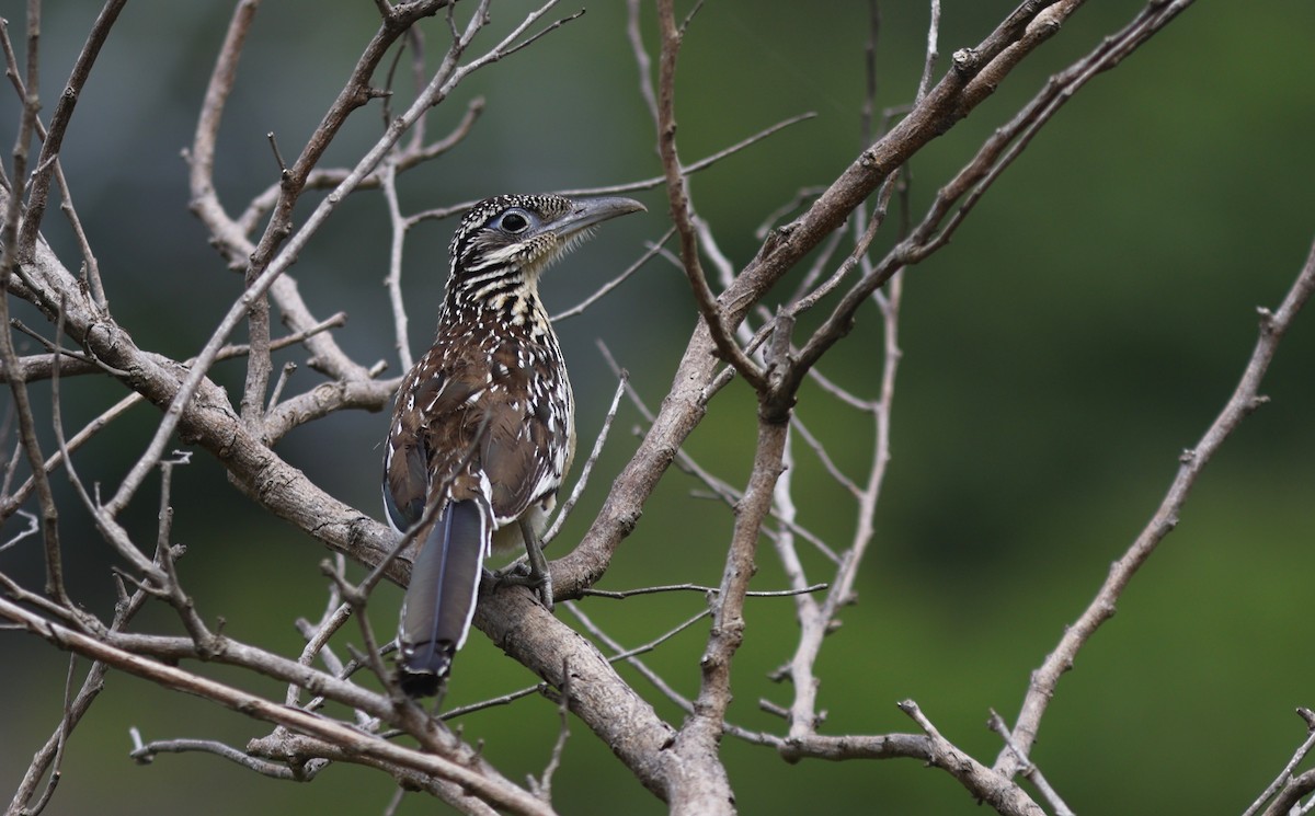 Lesser Roadrunner - ML641659424