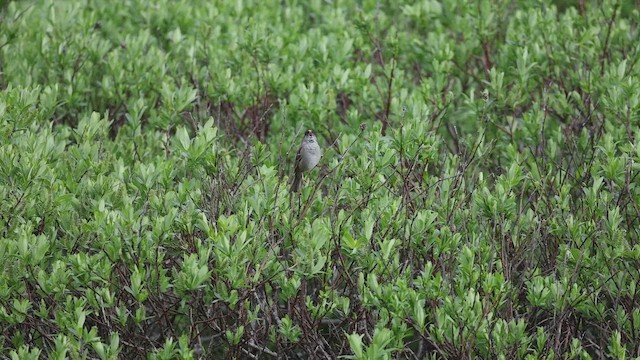 Golden-crowned Sparrow - ML641659479