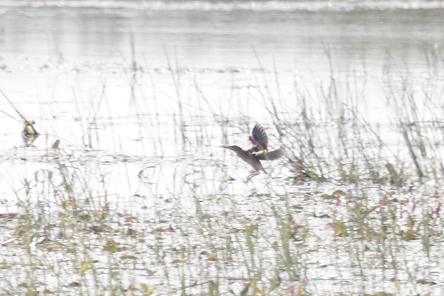 Least Bittern - ML641659489