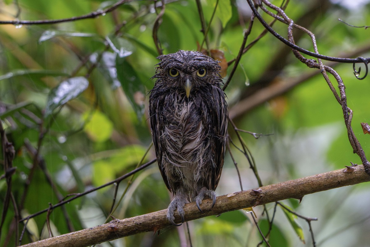 Javan Owlet - ML641659512