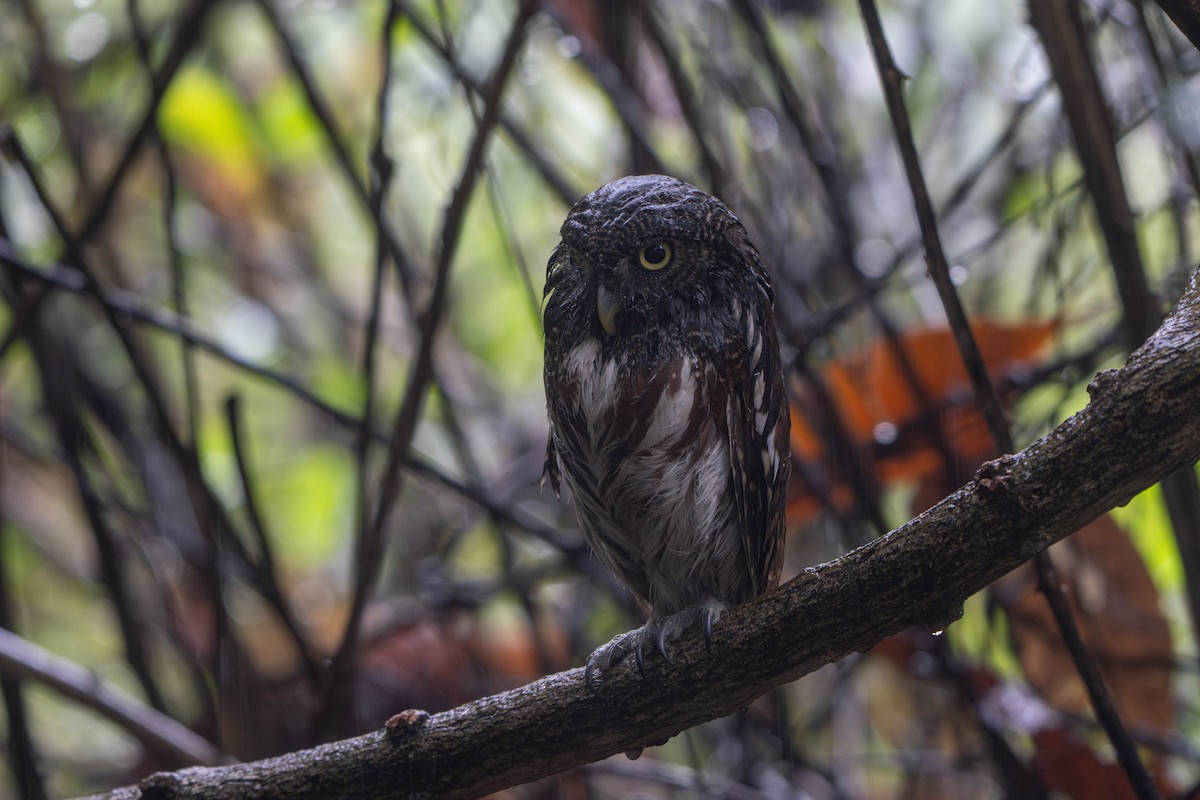 Javan Owlet - ML641659523