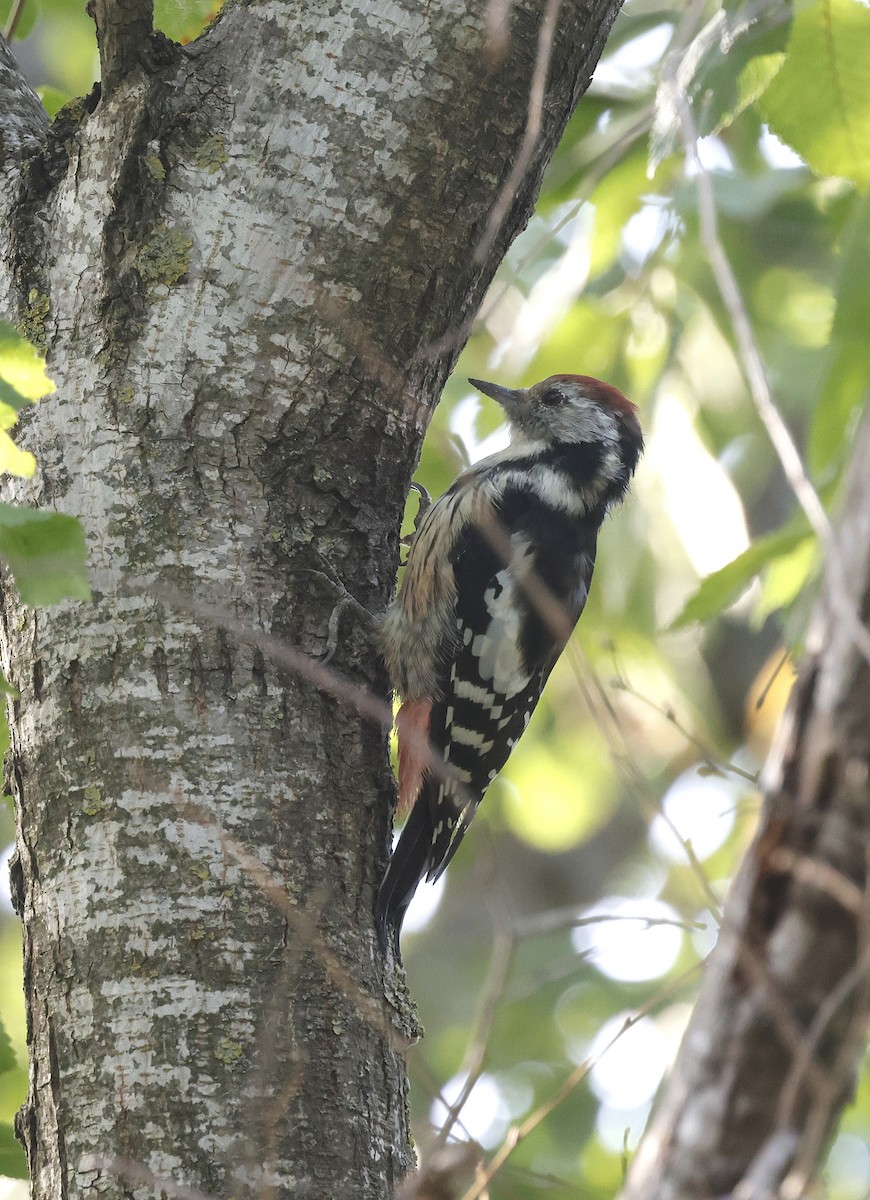 Middle Spotted Woodpecker - ML641659534