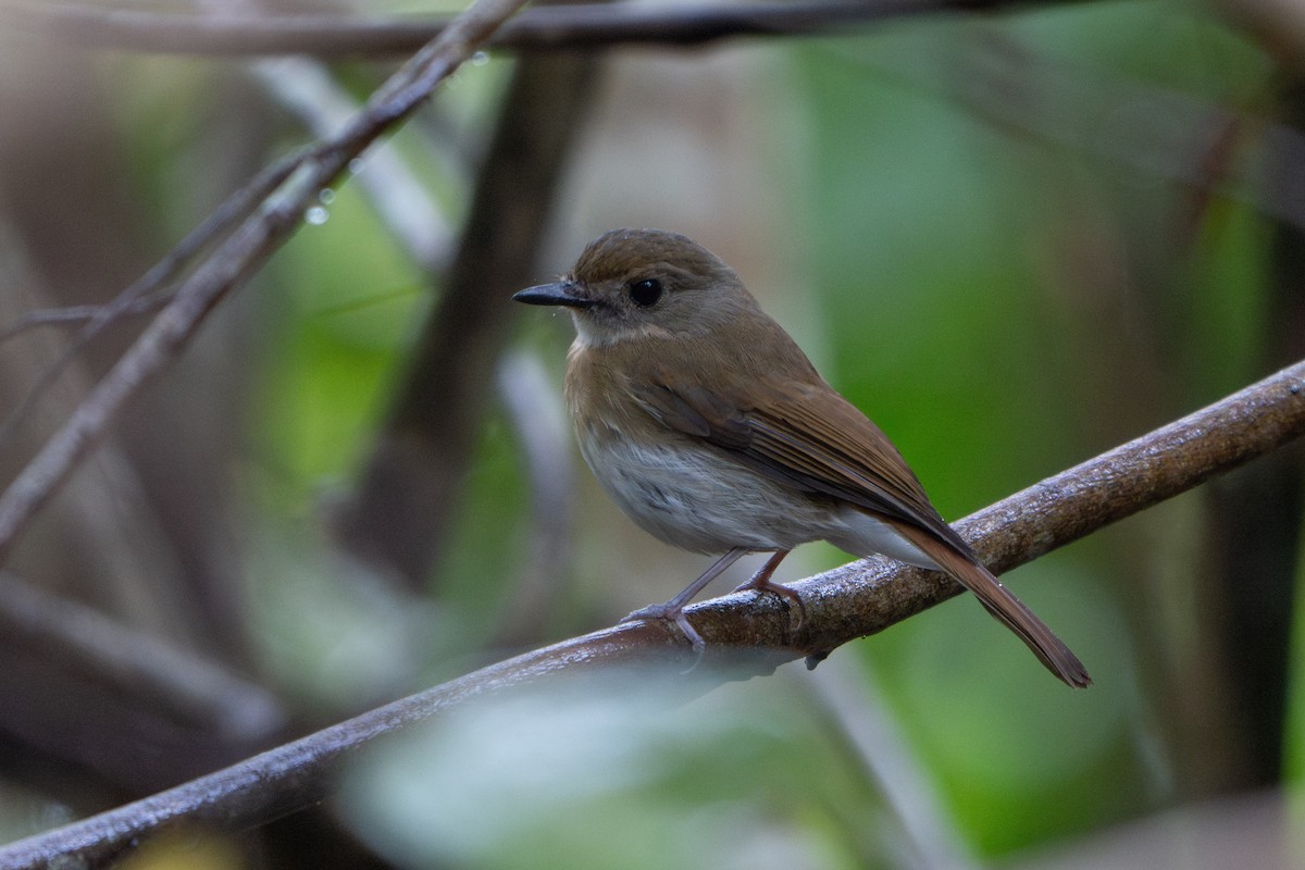 Fulvous-chested Jungle Flycatcher - ML641659536