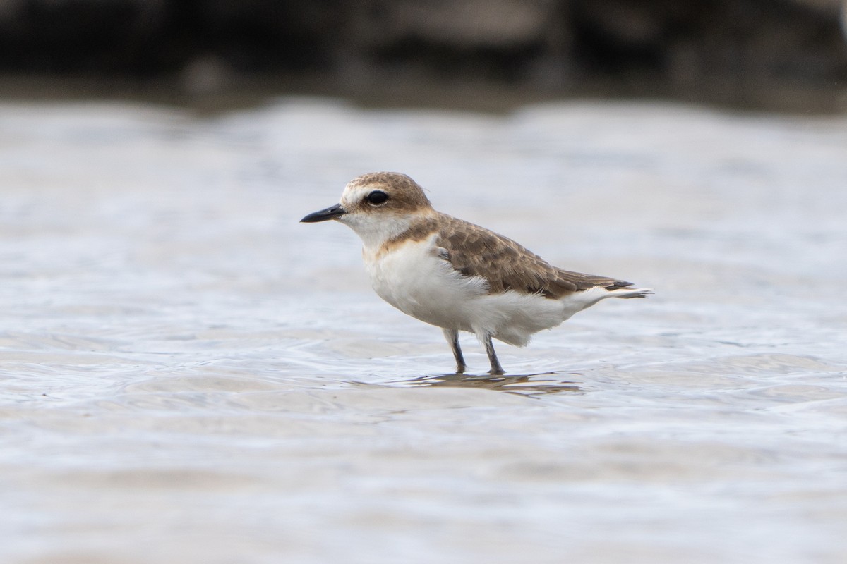 Javan Plover - ML641659557
