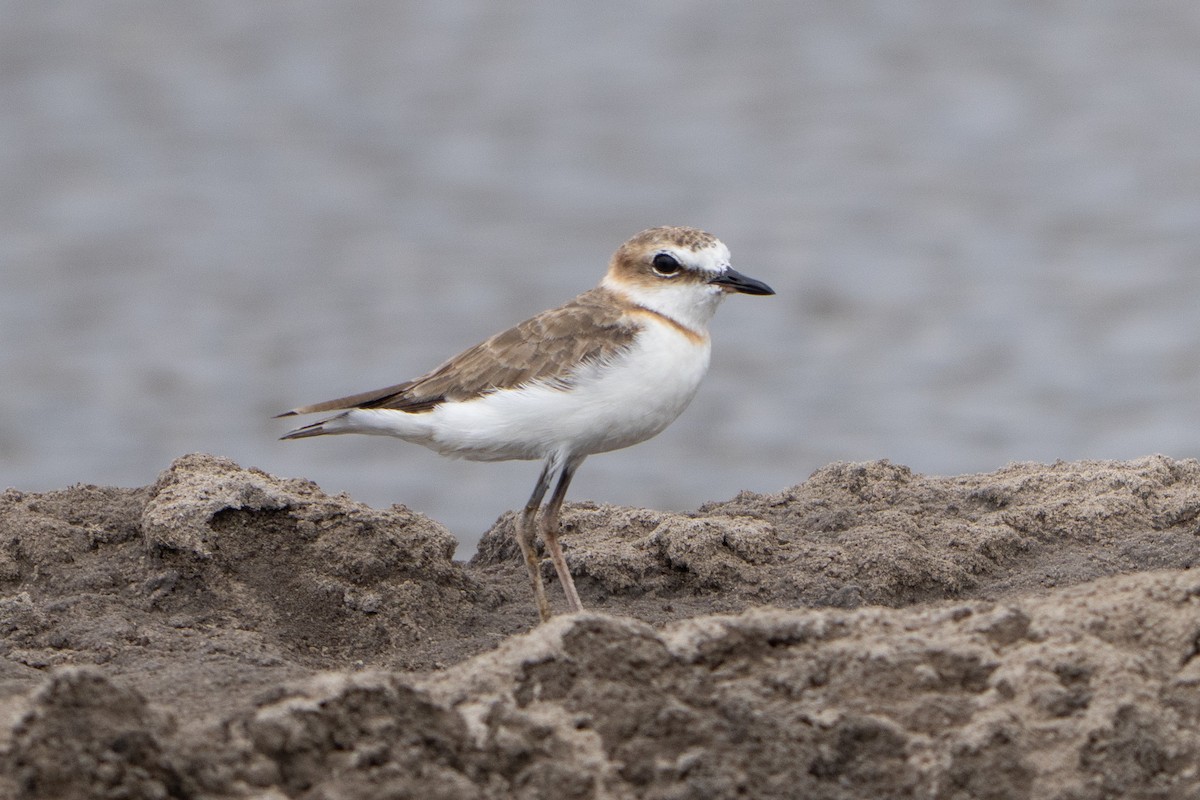 Javan Plover - ML641659558