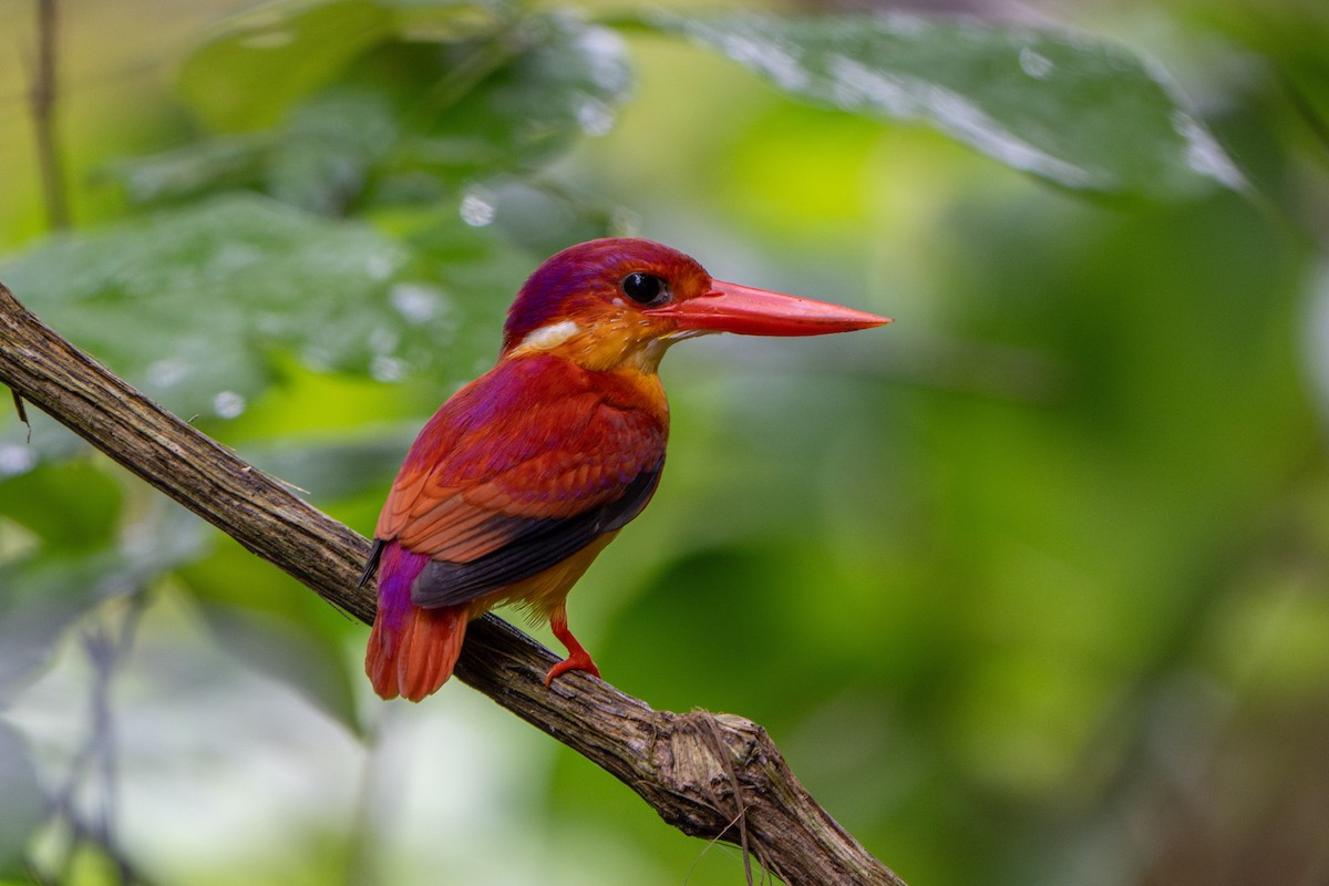Rufous-backed Dwarf-Kingfisher - ML641659587