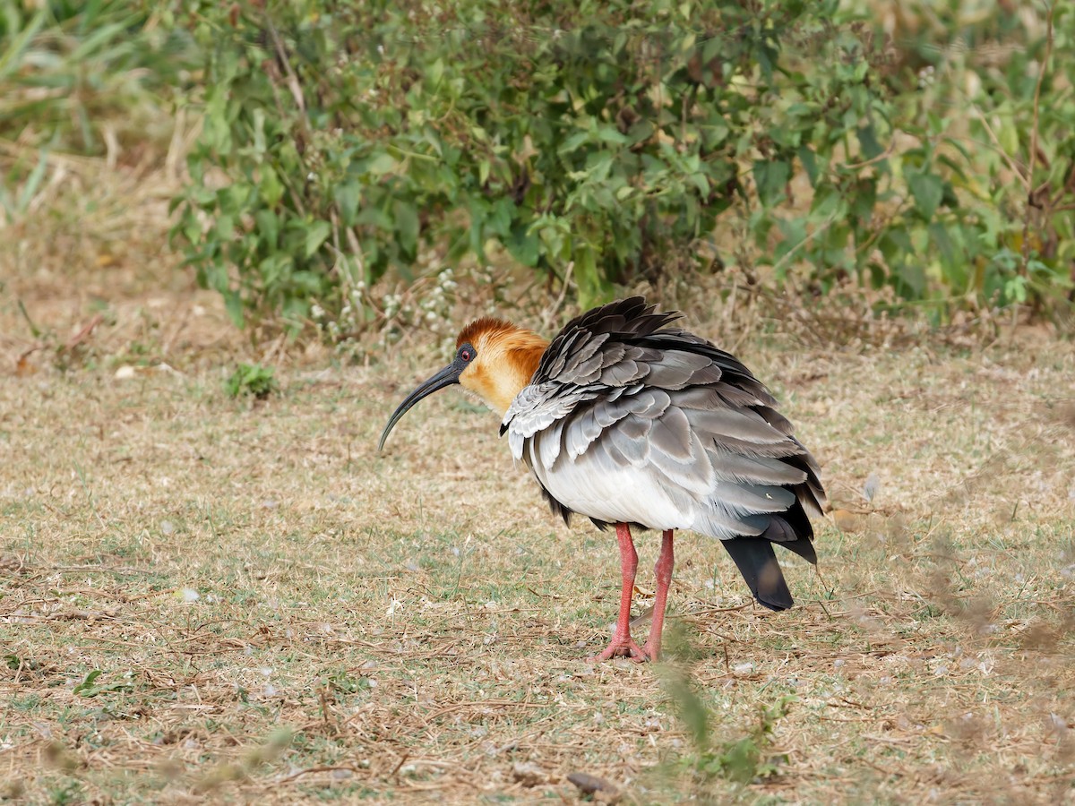Buff-necked Ibis - ML641659589