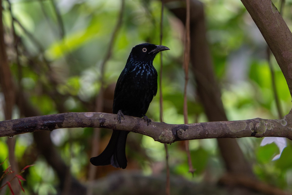 Hair-crested Drongo (Javan) - ML641659591