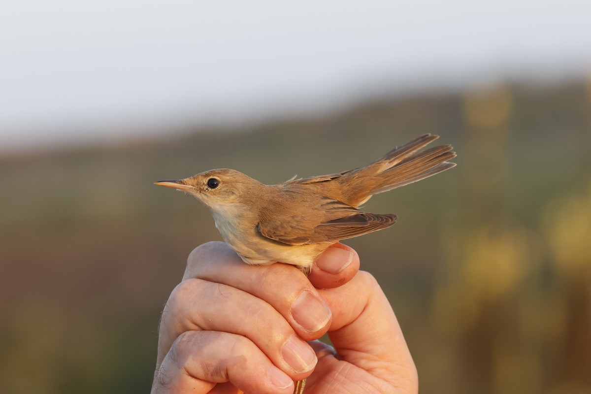 Common Reed Warbler - ML641659597