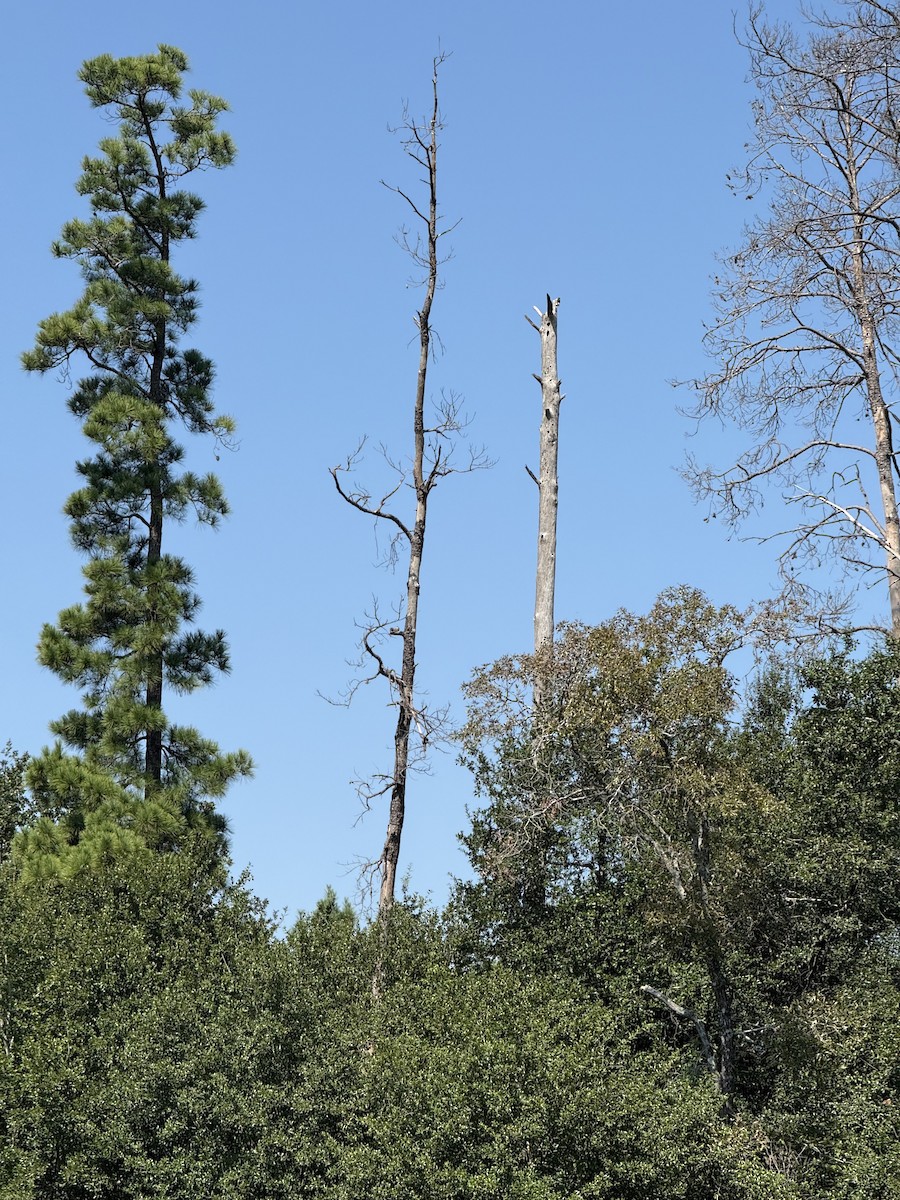 Red-headed Woodpecker - ML641659600