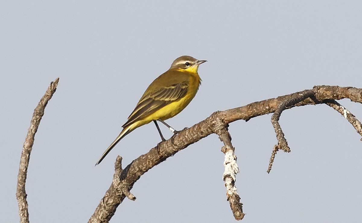 Western Yellow Wagtail - ML641659601