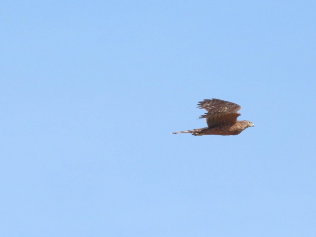 Үлэг харцага - ML641659616