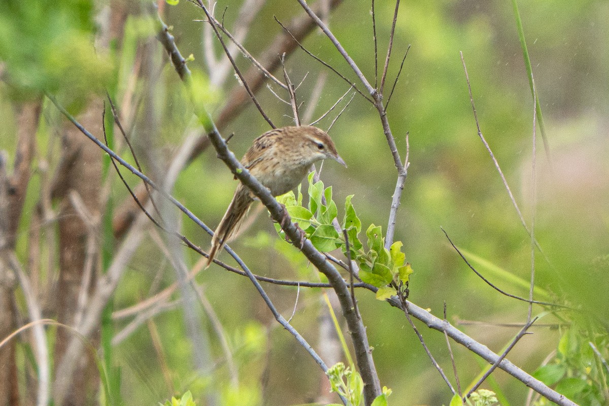 Striated Grassbird - ML641659623