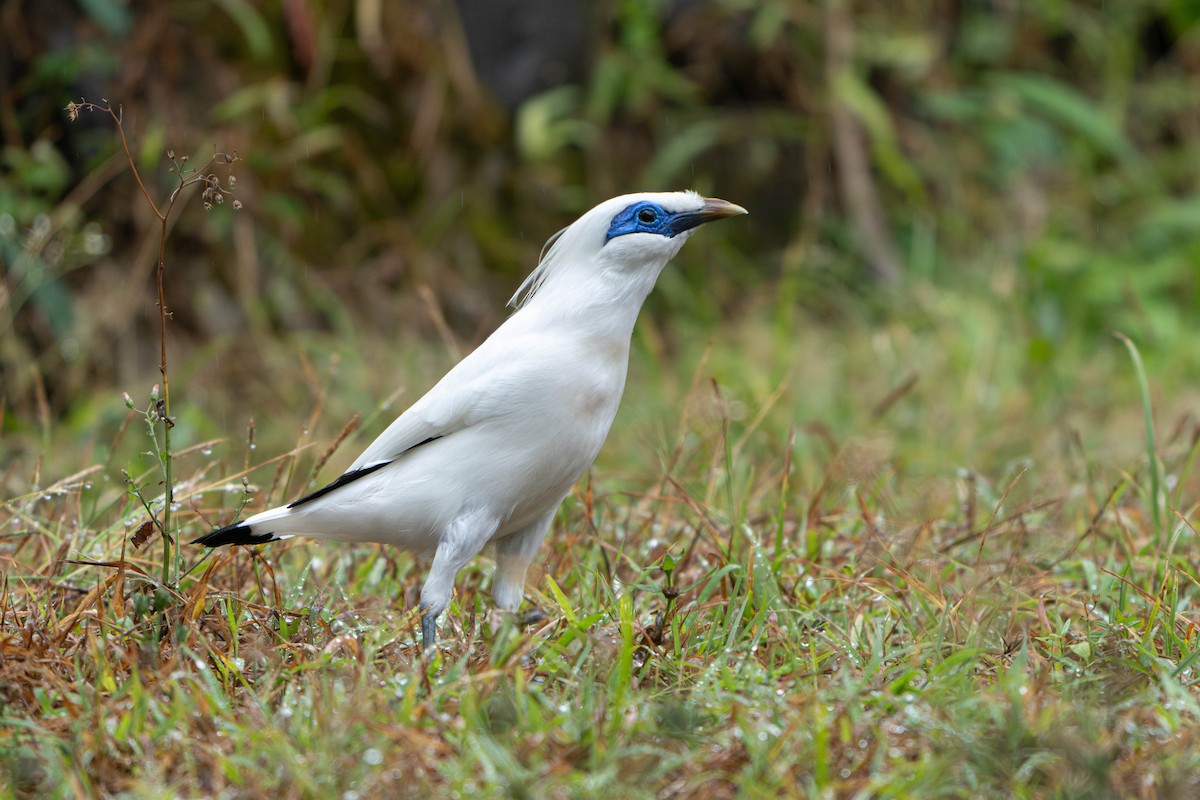 Bali Myna - ML641659651