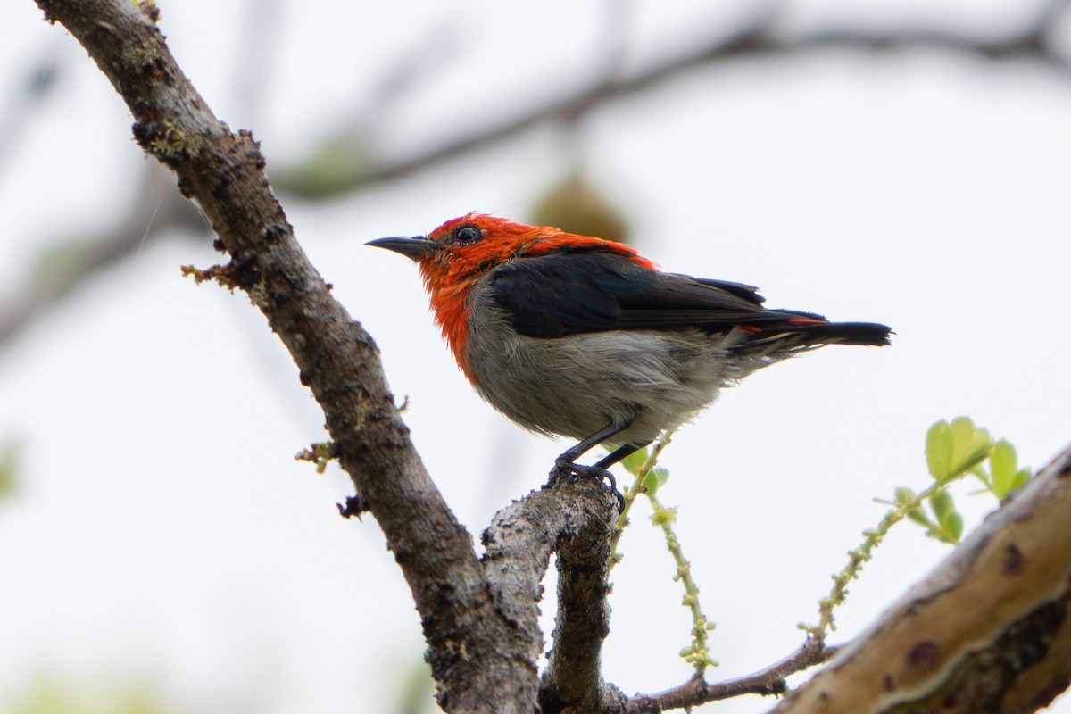 Scarlet-headed Flowerpecker - ML641659653
