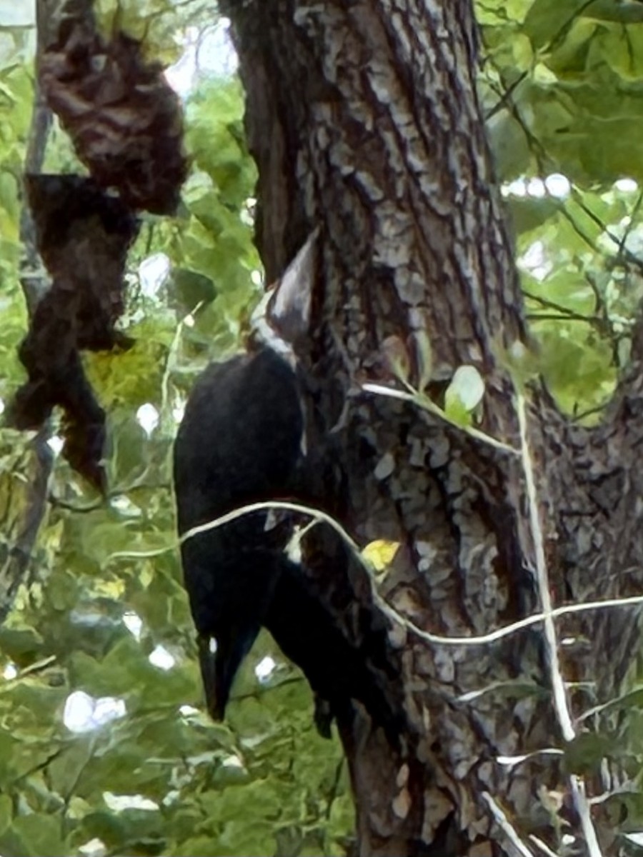 Pileated Woodpecker - ML641659656