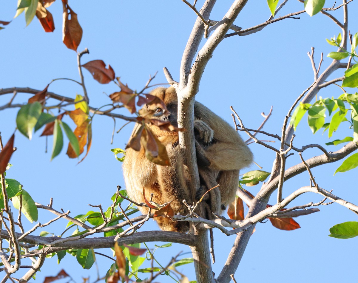 Black-and-gold Howler Monkey - ML641659672