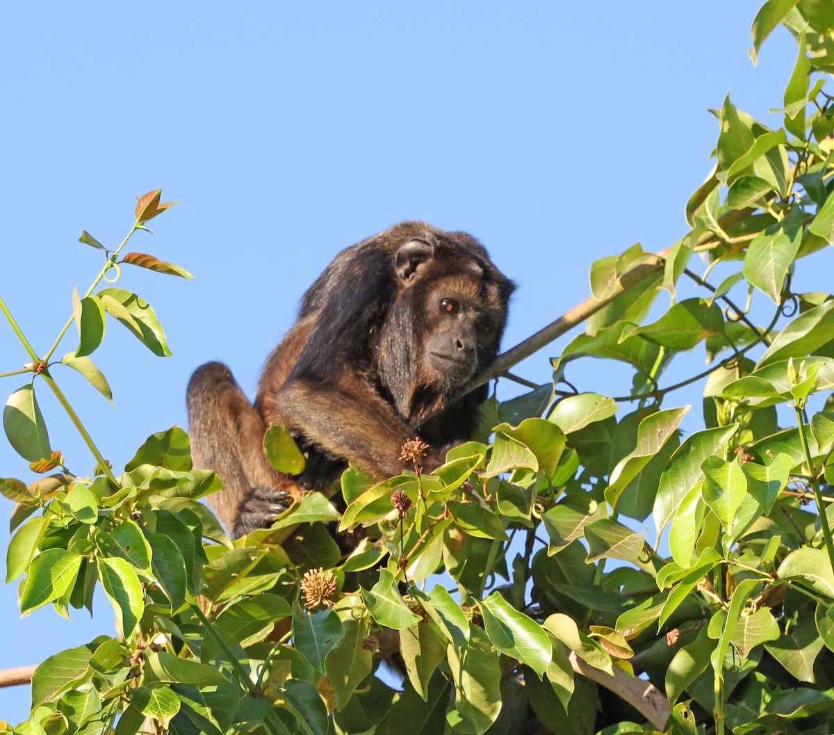 Black-and-gold Howler Monkey - ML641659673