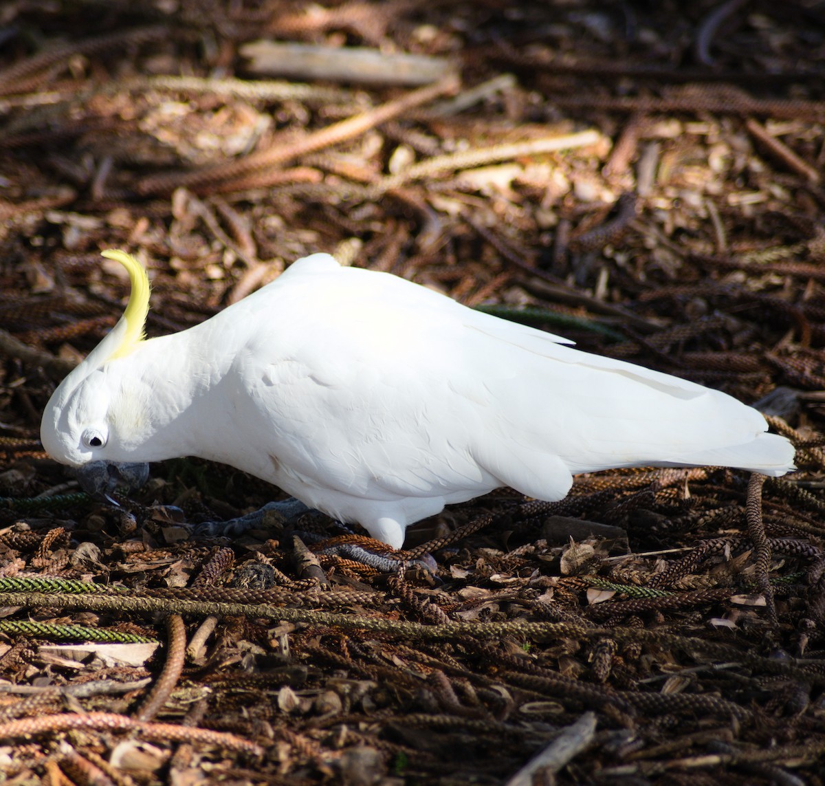 葵花鳳頭鸚鵡 - ML641659679