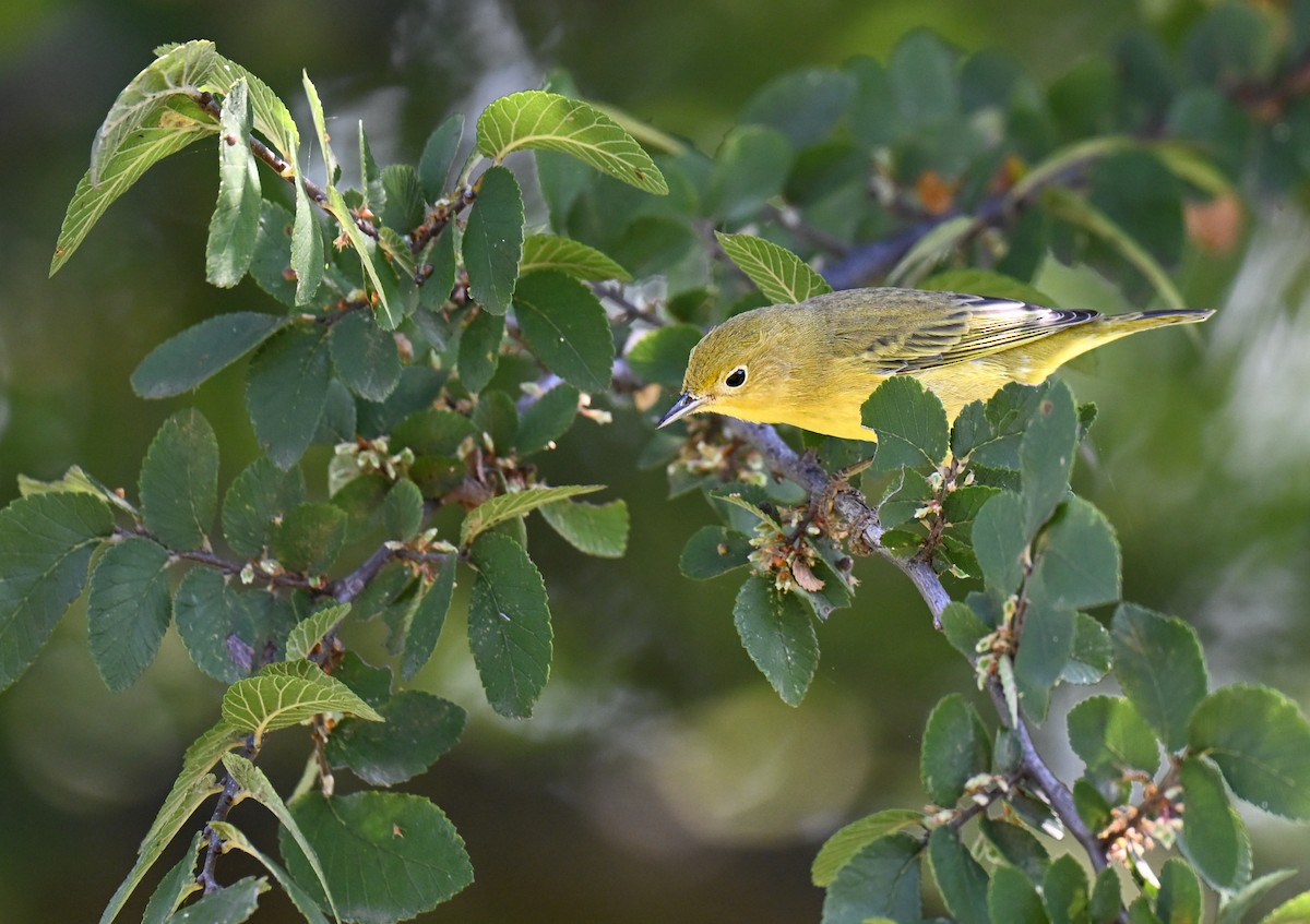 Yellow Warbler (Northern) - ML641659684