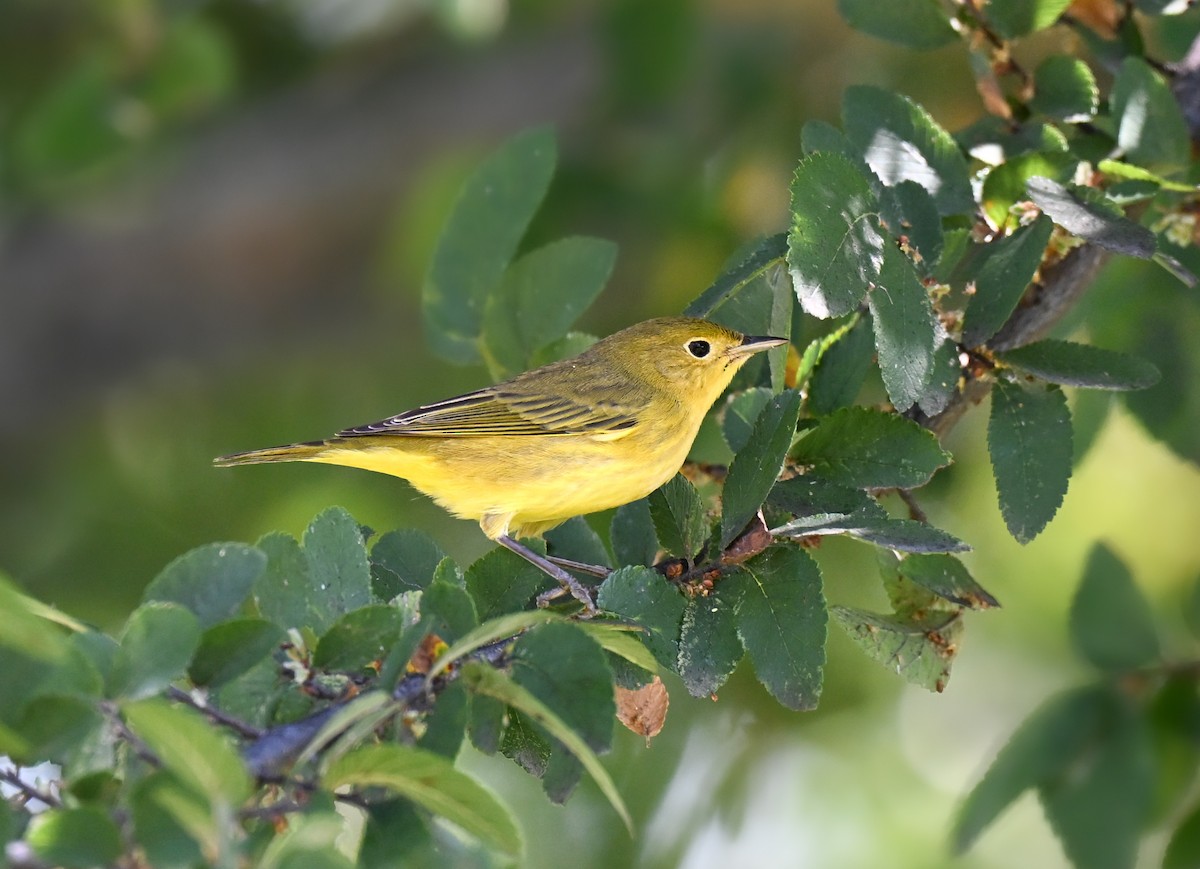 Yellow Warbler (Northern) - ML641659688
